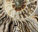 Choffaticeras (Daisy Flower) Ammonite - Madagascar #81282-2